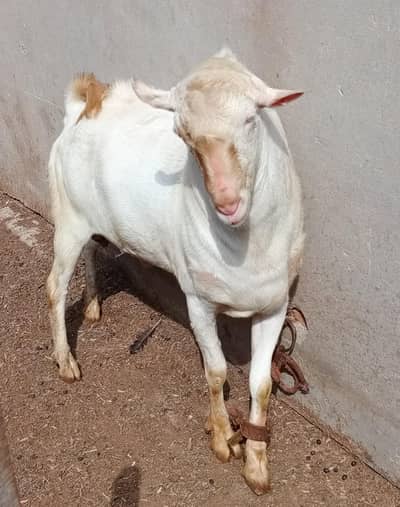 For Breading and Qurbani 2026