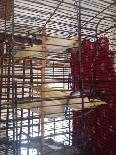 9 x month adult cocktail red eyes ready for sell