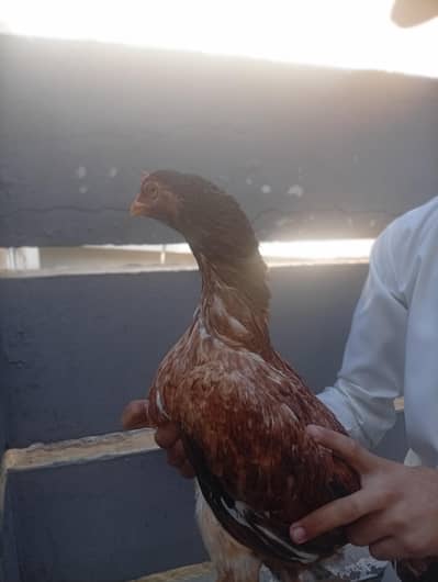 miawali high coulaty lakhi murgi for sale