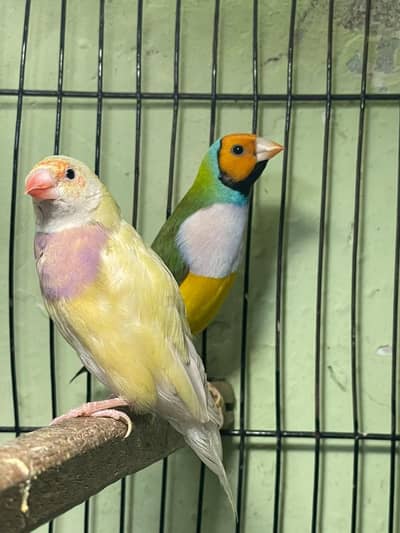 Gouldian & banglese Breeder Pairs  and colour wash pathay.