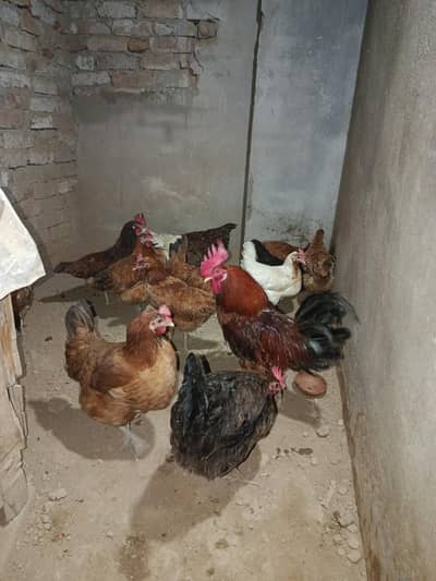 urgent Hen for sale
