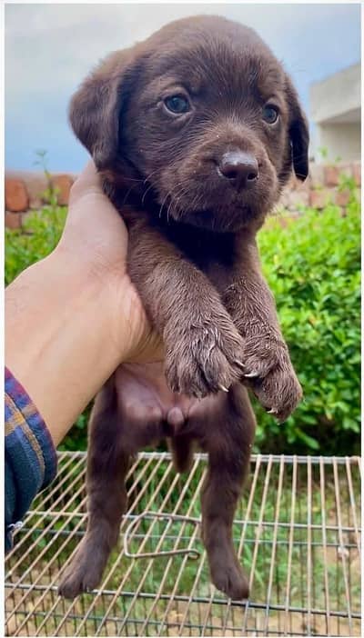 Labrador puppies