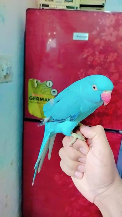 Blue ring nick 03171482760