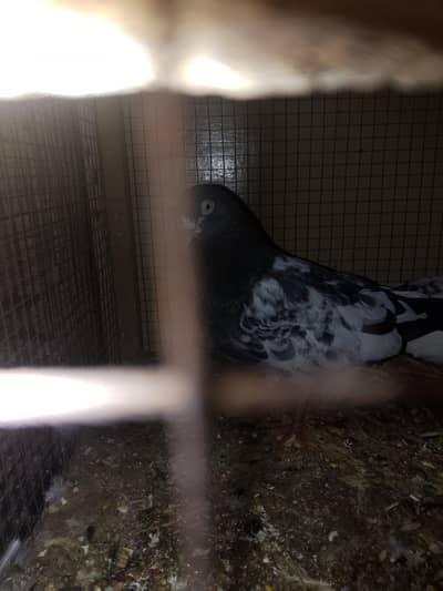 tadey all setup for sale