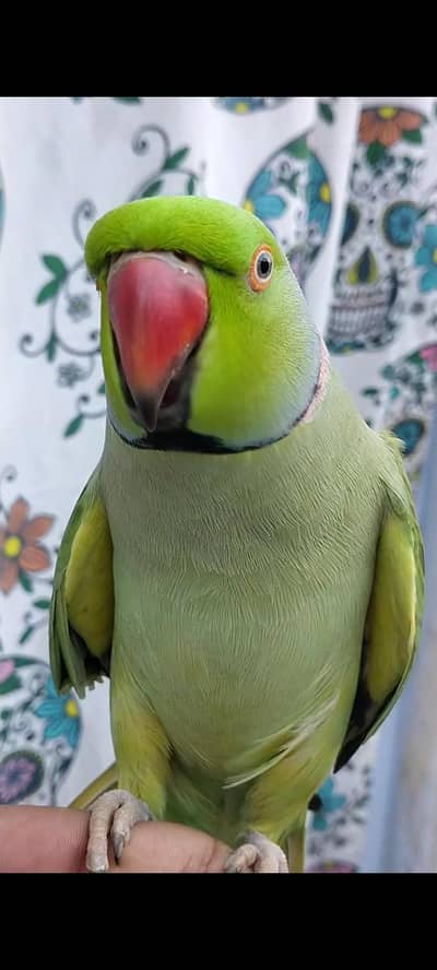 parrot