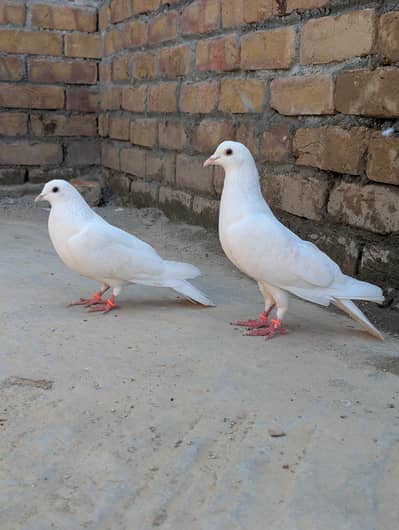 full white lga Huwa pair he jis Bhai ko cahiye rabta kre