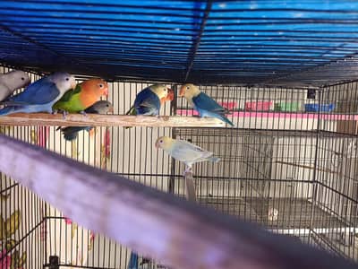 Lovebirds