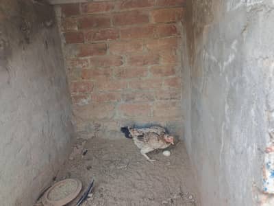 aseel murgi, eggs dati ha