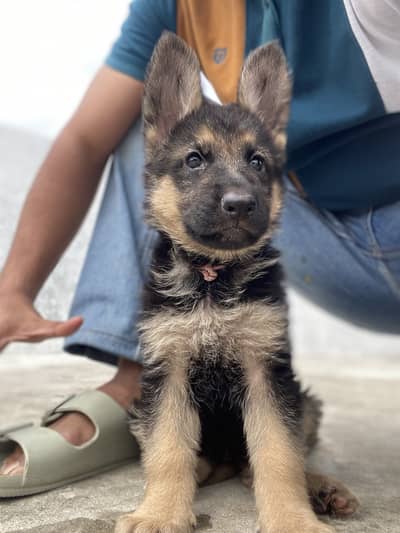 PURE GSD FEMALE PUPPIES READY FOR THEIR NEW HOMES