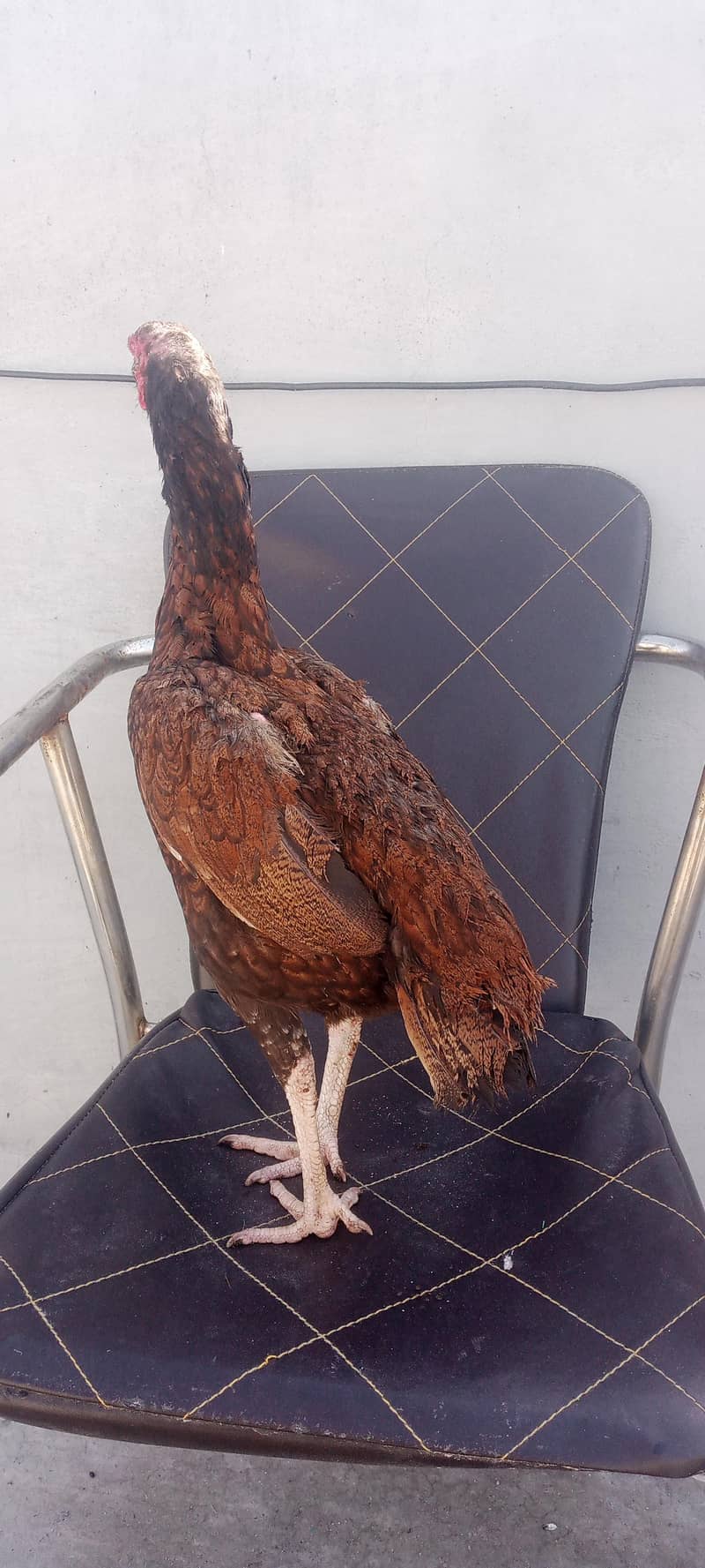 کھجوری مادی 0