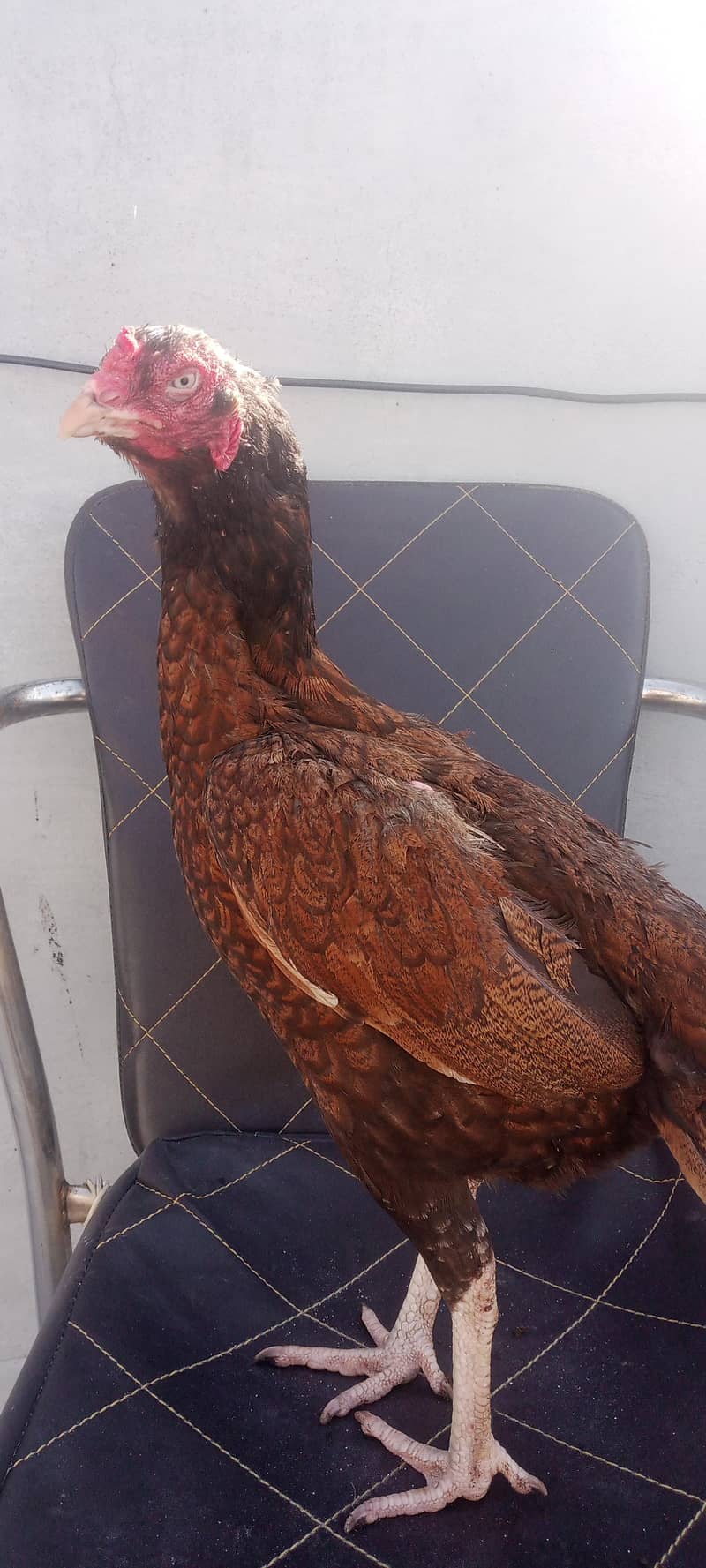 کھجوری مادی 1