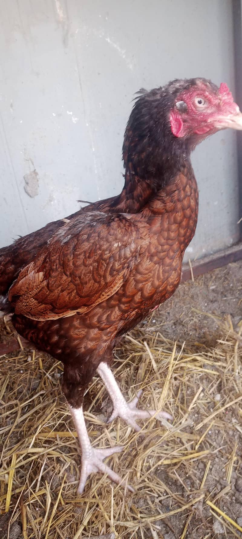 کھجوری مادی 2