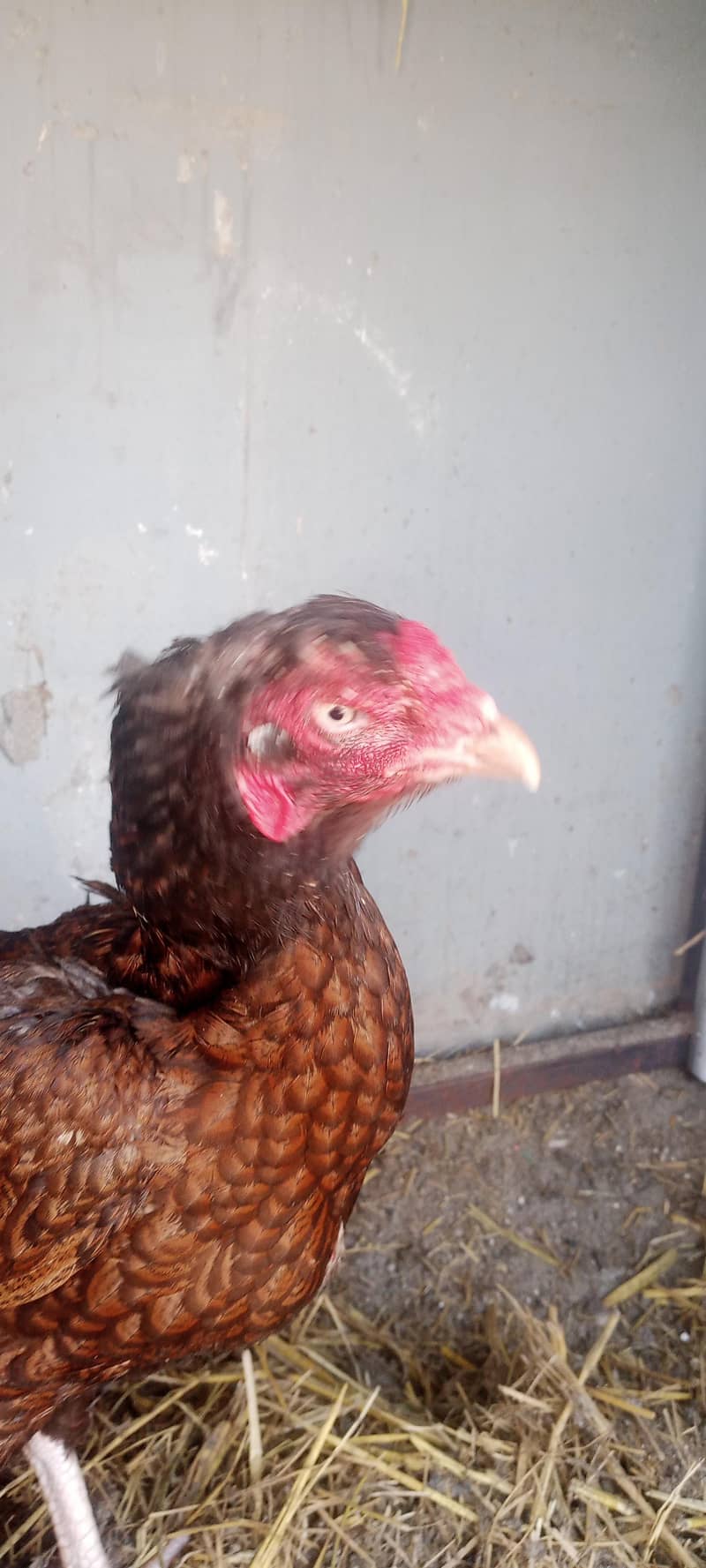 کھجوری مادی 3