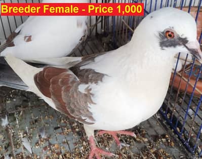 100% Breeder Pair - Jora laga hua hai