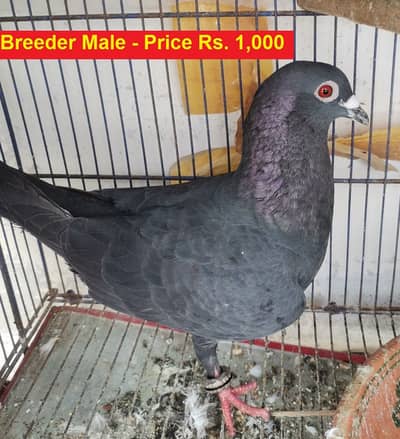 Breeder Pair for  sale