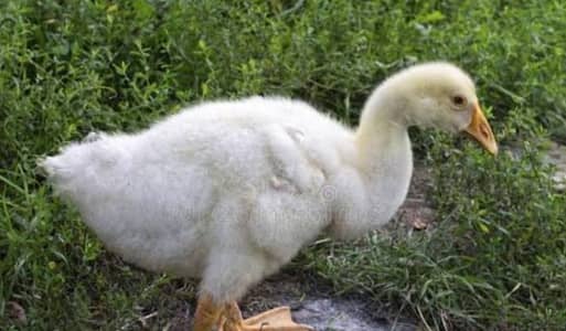 sherazi breedr pair for sale