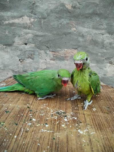 Active healthy near to self . AK time feed krwata hn