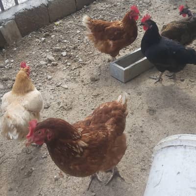 4 lohman brown 6 golden misri