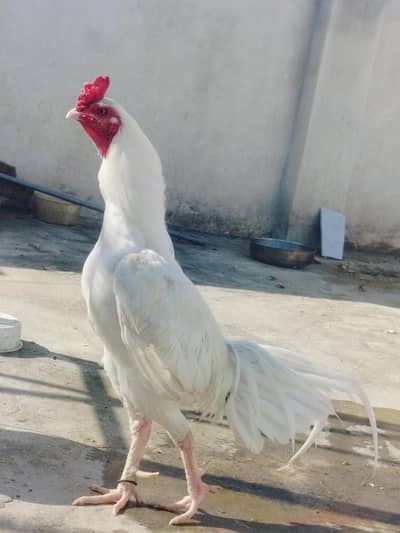 white Heera forsale