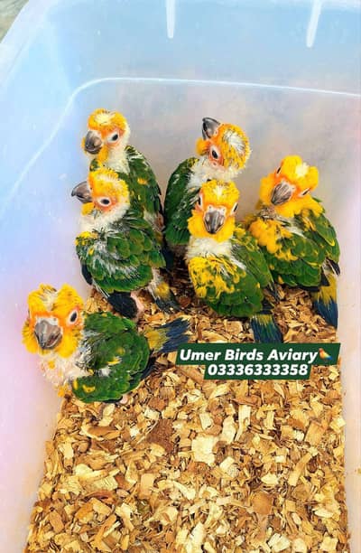 Sun conure covered
