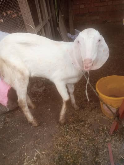 urgent sale male bakra