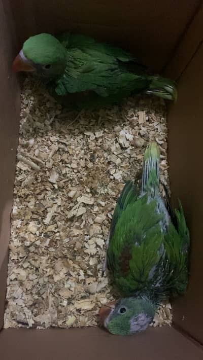 Raw parrots for sale