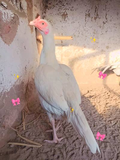 Aseel Chicks | Heera Aseel | aseel chuze | 03134675541