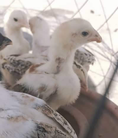 Aseel Chicks | aseel chuze | 03134675541