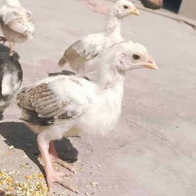 Aseel Chicks | aseel chuze | 03134675541