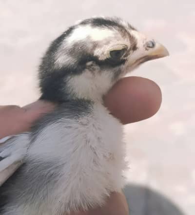 Aseel Chicks | aseel chuze | 03134675541