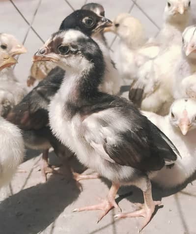 Aseel Chicks | aseel chuze | 03134675541