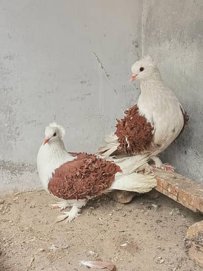 Frill back Pigeons Pair