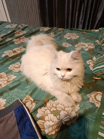 persian cat for sale only 12k