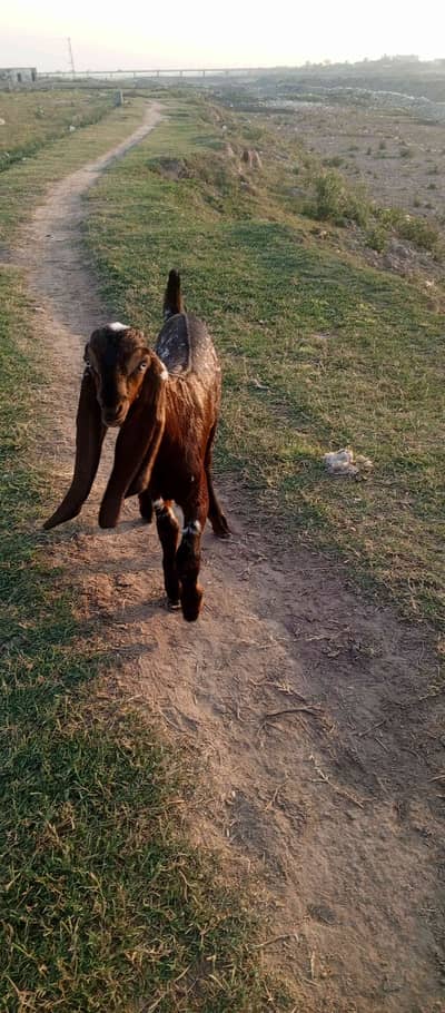 دل ایک مردہ خانہ