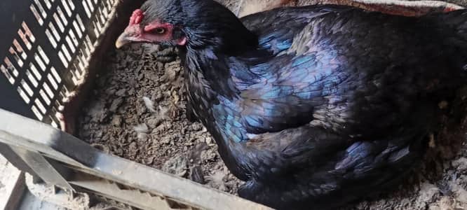 kurak black asel murge big sax jsy chye cll karye