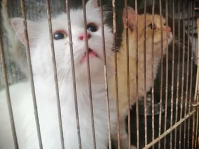 triple coat cats pair for sale