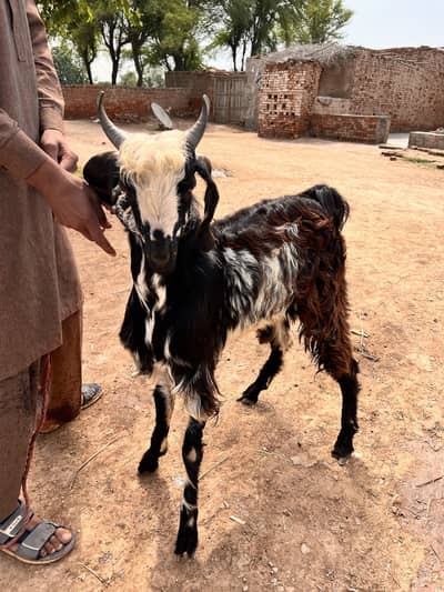 BAKRA