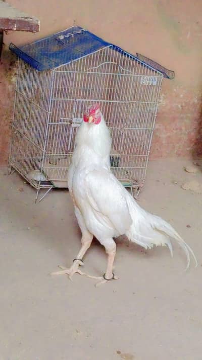 pure white Aseel mianwali murgha full active and healthy age 15 month