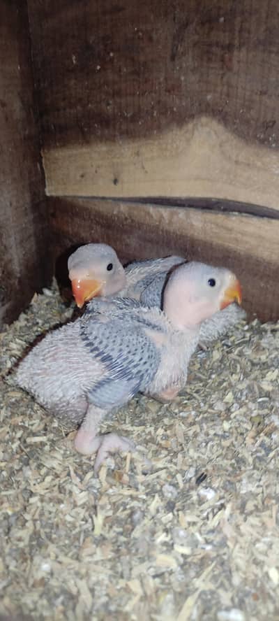 Raw parrot chicks