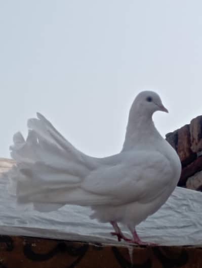 white lucky kabootar