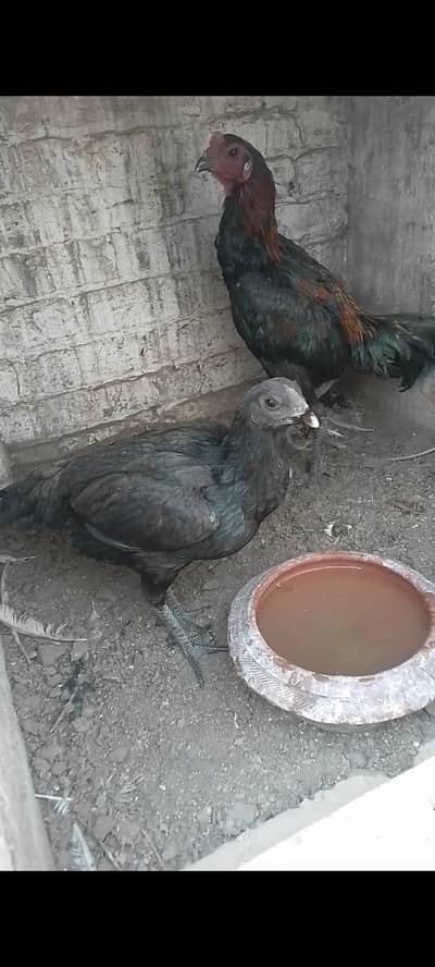 Pure black dragon female for sale