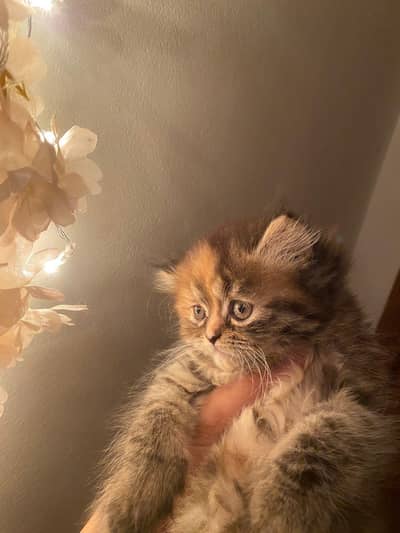 fawn kittens | punch face | kittens | white cat | triple coat kittnes