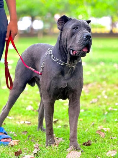 cane corso alabai Caucasian Shepherd 03234696626