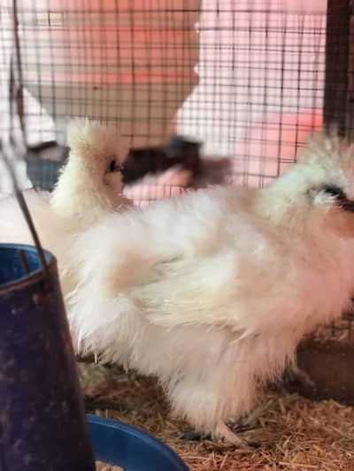 White Silky Chicks , Fancy Hens Eggs Chicks
