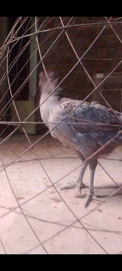 Blue dragon female for sale black nok. nali black skin