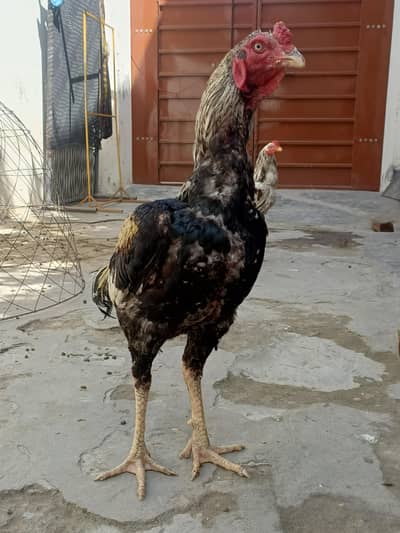 pure aseel long heighted jawa for sale