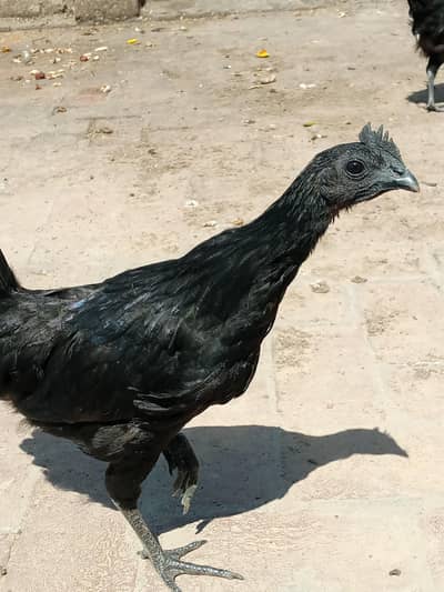 ayam cemani trio set