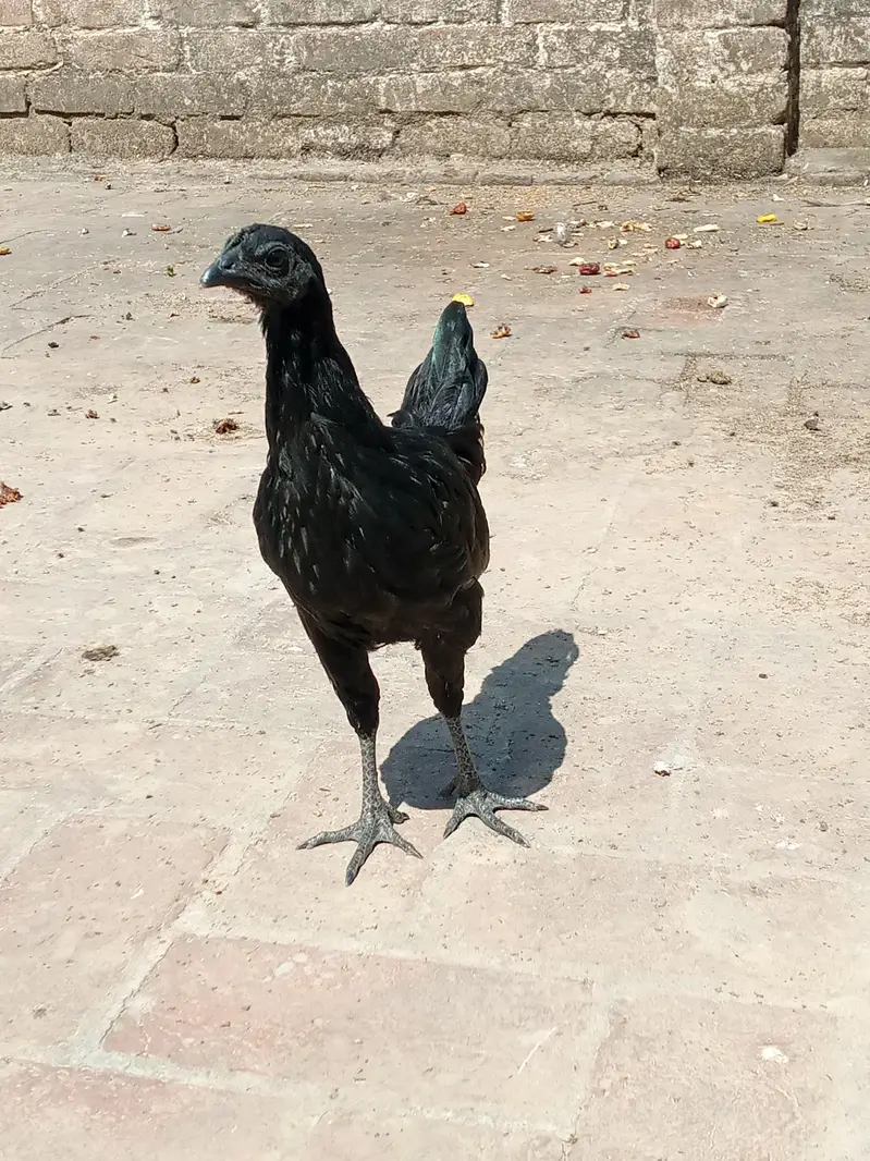 ayam cemani trio set — photo 2