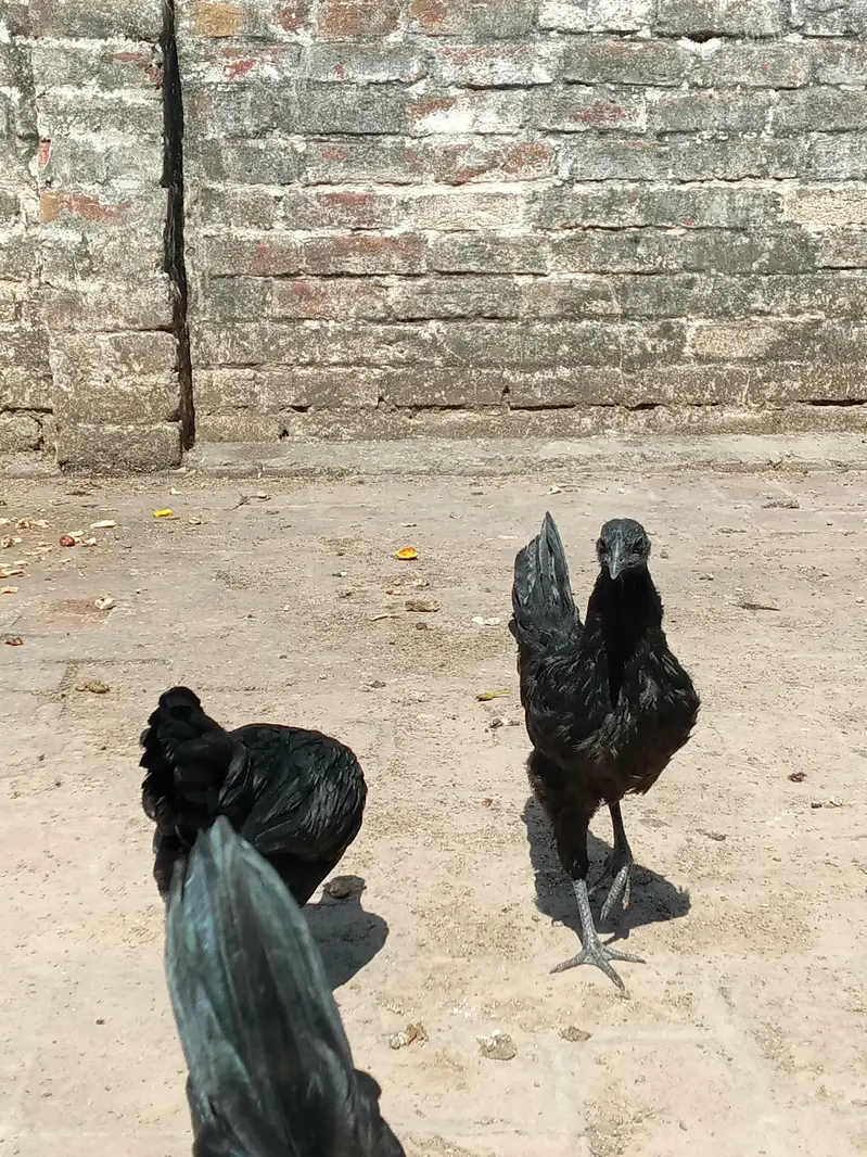 ayam cemani trio set — photo 3