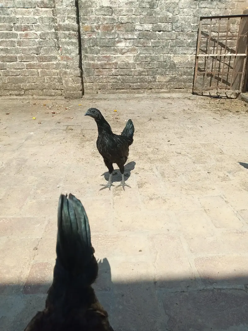 ayam cemani trio set — photo 4